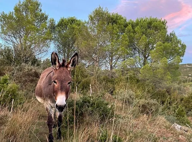 Chez Tatie Ménie 3* Fraissé-des-Corbières